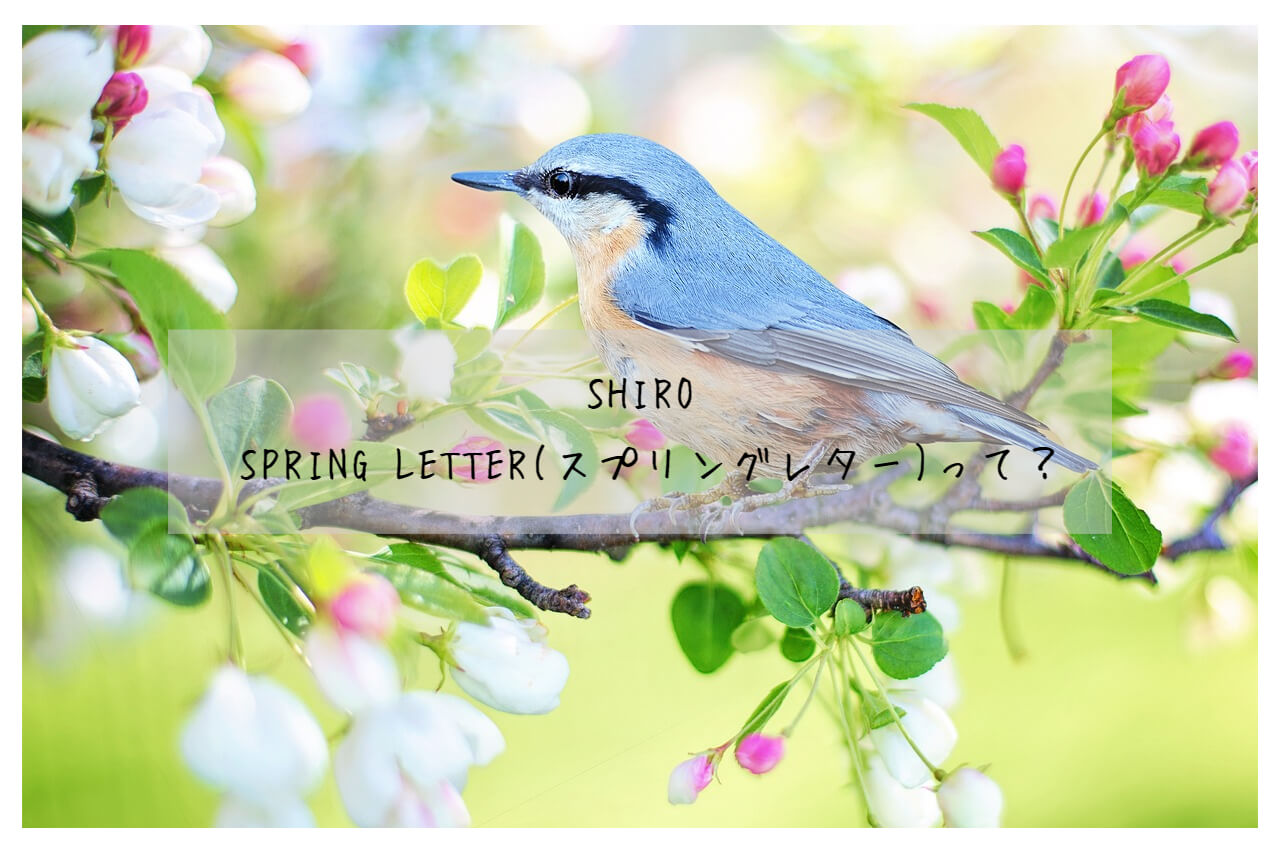 SHIRO】春風の香り”SPRING LETTER”の香りを徹底レビュー - ぽむラボ
